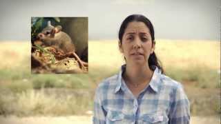 Fruit chemistry alters animal behavior