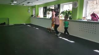 Занятие с детьми и подготовка к выставкам собак