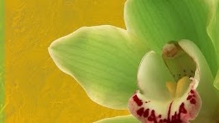 Венецианская ДЕКОРАТИВНАЯ МАРОККАНСКАЯ Штукатурка Мастер классы VENETIAN PLASTER Урок 05