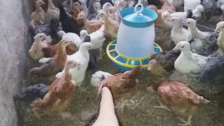 Цыплята / индоутята / гусята / я не знаю сколько их у меня /