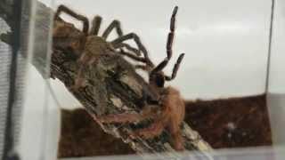 Разведение паука птицееда Tapinauchenius gigas (гигаса)
