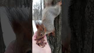Опять две белки сразу / Again two squirrels at once