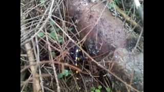 Карпатська вогняна саламандра (Salamandra salamandra)