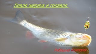 Ловля жереха и голавля весной на малой реке. Уловистая проводка на голавля и жереха