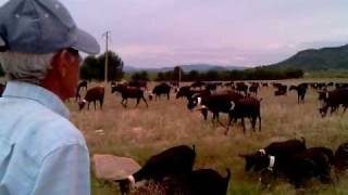 CABRA MURCIANA EN PASTOREO