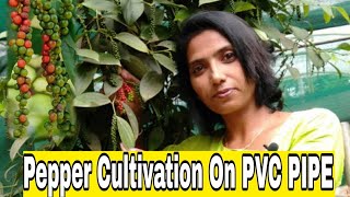 ???Black pepper cultivation on PVC pipe | Tech flora.