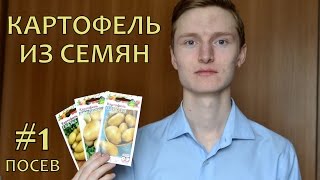 POTATOES from TRUE SEEDS (1). Как вырастить элитный картофель из семян (1). ПОСЕВ