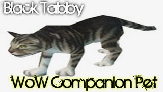 Black Tabby Cat - WoW Companion Pet Guide