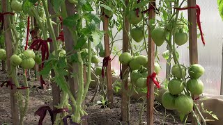 Ответы на вопросы зрителей 11 мая. 
