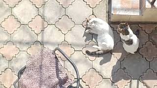 Mating period for cats