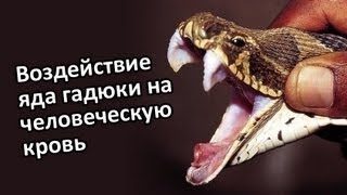 Как яд змеи действует на кровь!