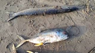 Pro Monster shark fishing at its best!!!