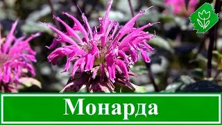 Цветок монарда – посадка и уход в открытом грунте, виды и сорта монарды