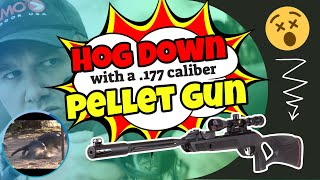 Pigman Shoots Pig in Brain with Gamo Air Rifle!!