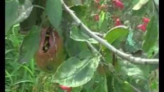 apple tree problems
