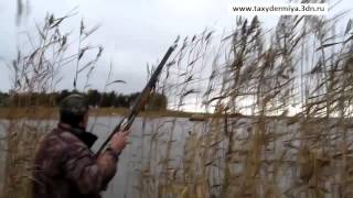 Охота на гуся и утку осень 2011-1