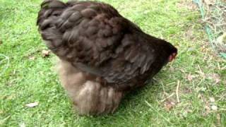 Chocolate Orpington Bantam Adult Hens