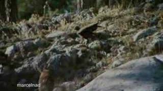 Golden Eagle dragging mountains goats off cliffs.