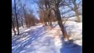Кавказский волкодав - Альма охотится на диких зайцев