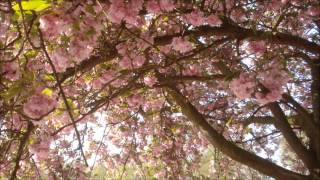 Yakamoto Kotzuga - Your Smell