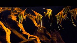 ORINOCO ALTUM