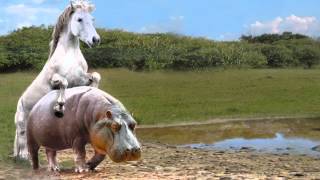 Horse & Hippo Fail HD
