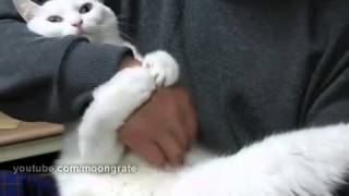 Scratch me     Чеши меня    Чеши меня я сказал