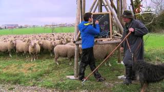 Der Wanderschäfer Höfel