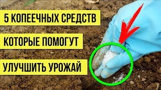КОПЕЕЧНЫЕ СРЕДСТВА из продуктового магазина которые помогут УЛУЧШИТЬ урожай Супер УДОБРЕНИЯ для ДАЧИ