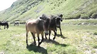 Exmoor Pony