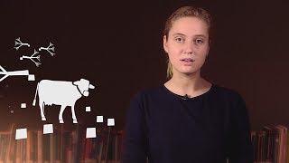 WRI | B ЧЁМ НАША ГЛАВНАЯ ИДЕЯ? Global Forest Watch