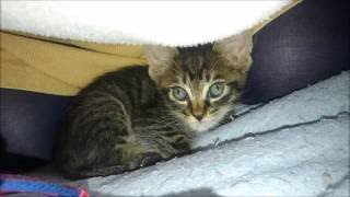 【Cats Love】 How we have overcome coccidiosis? コクシジウム感染症闘病記
