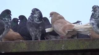 Николаевские голуби.Pigeon.Вот это хозяин.