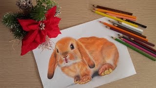 Как нарисовать кролика цветными карандашами. Реалистичный рисунок.