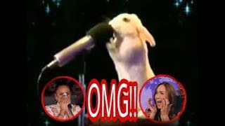 Top 5 best auditions animals, America's Got talent 2017