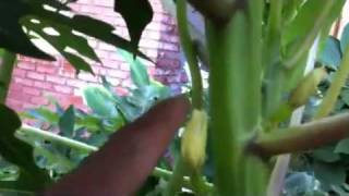 Orina en la Papaya?