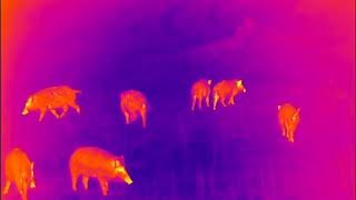 Xeye E6PRO thermal camera for outdoor hunting