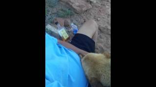 Drunk Dog named Navajo