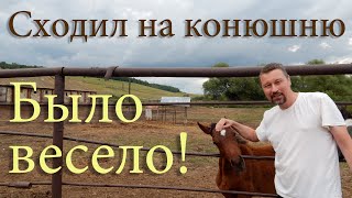 Весёлый визит на конюшню городского бездельника
