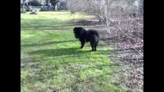 Freilauf eines Sturschädels ( Chow Chow )