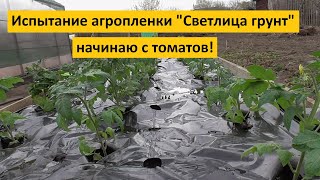 Ранняя высадка Томатных Гномов в открытый грунт с использованием пленки СВЕТЛИЦА™ ГРУНТ. Подробно!