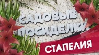 Стапелия - секреты ухода и выращивания в домашних условиях. Почему не цветет. Черенкование