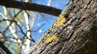 Вредители на коре плодовых деревьев