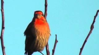 ruby crowned sparrow