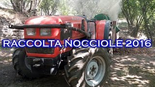 RACCOLTA NOCCIOLE 2016