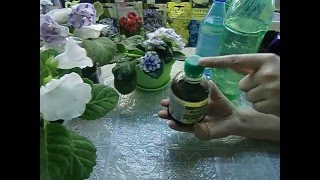 ?Удобрение для Глоксиний и других цветов. Хорошо действует? ?