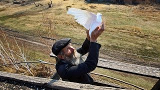 Голуби мои и голубятни. Как устроена голубятня. деревня Потеряевка - 2013