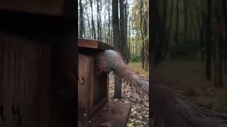 Главное, что белке удобно / The main thing is that the squirrel is comfortable