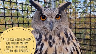 Кошка Морошка обнаружила Вора шашлычков! Сова Ёль видит и знает про всех всё, но молчит