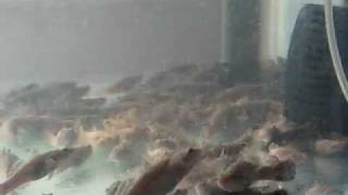 Pellet trained Marble Goby / Ikan Ketutu - www.aquacliq.com